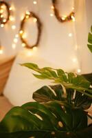 monstera hogar planta. Navidad luces oblicuo, artificial flor en el interior foto