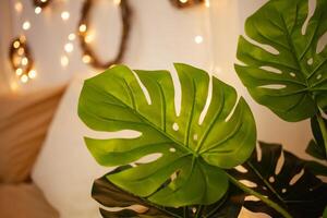 Monstera home plant. Christmas lights sideways, artificial flower In the interior photo