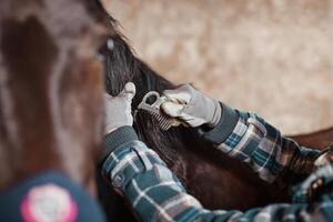 The girl combs the mane of a horse with a beautiful gray crest photo