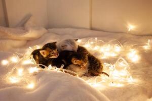 The litter of kittens lie on a beige background photo