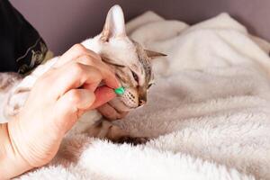 An elderly woman gives a pill a white tiger bengal cat photo