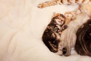 A small tiger bengal kitten lies on a beige background photo