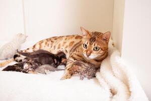 A Bengal leopard cat lies on a beige plaid with small kittens photo