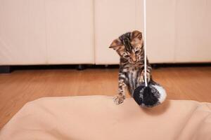 A small brown leopard tiger bengal kitten plays with a black and white ball photo