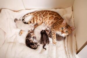 A Bengal leopard cat lies on a beige plaid with small kittens photo