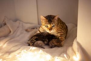 Mom cat hugs her little kitten, take care of their children photo