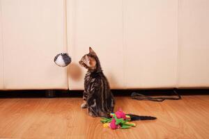 A small brown leopard tiger bengal kitten plays with a black and white ball photo