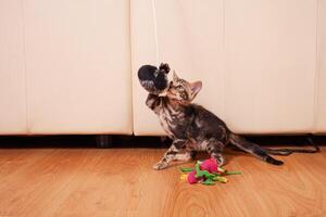 A small brown leopard tiger bengal kitten plays with a black and white ball photo