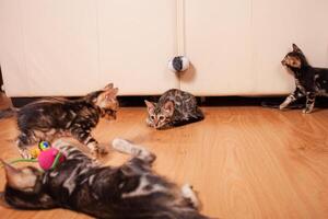 Brown little Bengali leopard tiger kittens play in the apartment photo