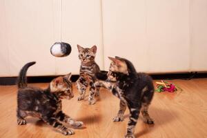 Brown little Bengali leopard tiger kittens play in the apartment photo