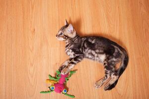 Brown little Bengali leopard tiger kitten play in the apartment photo