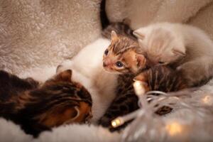 el camada de gatitos mentira en un beige antecedentes foto
