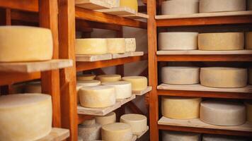 Wooden shelves in basement, cellar with round cheese. Home production from milk, private entrepreneur, business. Indoor. Storage and maturation photo