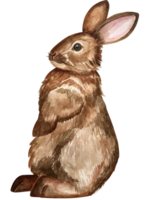 Aquarell Illustration von ein süß flauschige grau Hase mit Rosa Ohren im ein leer Hintergrund png