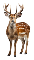 AI generated close up portrait of an antlered deer animal on a transparent background, generative ai png