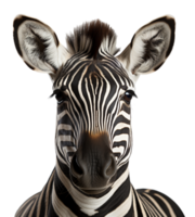 AI generated close up portrait of zebra animal on transparent background, generative ai png