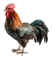 ai generado gallo granja animal retrato en transparente fondo, generativo ai png