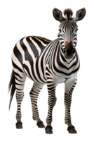 AI generated close up portrait of zebra animal on transparent background, generative ai png