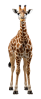ai generato giraffa lungo collo animale ritratto con trasparente sfondo, generativo ai png