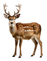 AI generated close up portrait of an antlered deer animal on a transparent background, generative ai png
