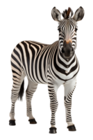 AI generated close up portrait of zebra animal on transparent background, generative ai png
