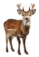 AI generated close up portrait of an antlered deer animal on a transparent background, generative ai png