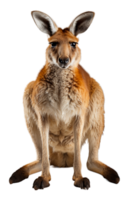 AI generated close up portrait of kangaroo animal with transparent background, generative ai png