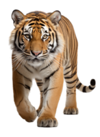 ai genererad tiger djur- porträtt isolerat på transparent bakgrund. generativ ai png