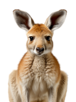 AI generated close up portrait of kangaroo animal with transparent background, generative ai png