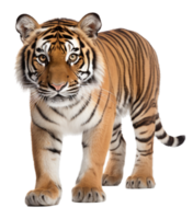 ai generiert Tiger Tier Porträt isoliert auf transparent Hintergrund. generativ ai png