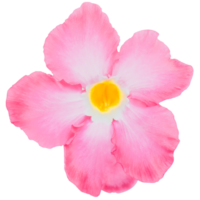 Bright pink adenium obesum floral element isolated on white or transparent background. Beauty of tropical flowers and ornamental plants in nature. png