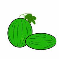 vector illustration of watermelon on white background