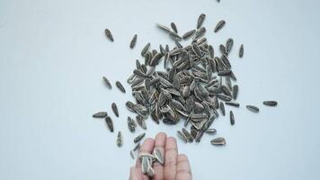 top view of sun flower seeds falling on white background video