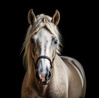 ai generado un caballo mira hacia el cámara en un negro antecedentes foto