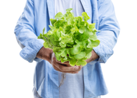 Man hold green oak vegetable png