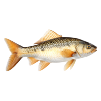 ai generiert 3d Rendern von ein schön bunt Ozean Fisch auf transparent Hintergrund - - ai generiert png