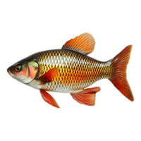 ai genererad 3d tolkning av en skön färgrik hav fisk på transparent bakgrund - ai genererad png