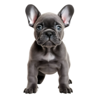 ai gerado 3d Renderização do uma cachorro em transparente fundo - ai gerado png