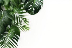 AI generated Photo green tropical palm leaves monstera on white background Generative AI