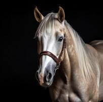 AI generated a horse looks towards the camera on a black background photo