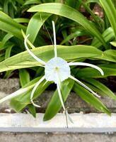 One single Hymenocallis littoralis beach spider lily white colored petal flowers. Floral green botanical leaves flora plant photography isolated on vertical ratio background. photo