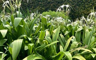 A bunch of Hymenocallis littoralis beach spider lily white colored petal flowers. Floral green botanical leaves bush shrub flora plant photography on small garden. photo