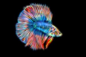 Betta fish in glowing modes photo