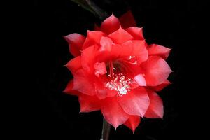 rojo flor de espina cactus, disocactus anguliger ,epífilo anguliger, comúnmente conocido como el espina cactus o zig zag foto