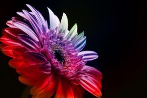 Beautiful rainbow gerbera flower, Transvaal daisy photo