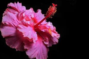 hermosa rosado hibisco flor en negro antecedentes foto