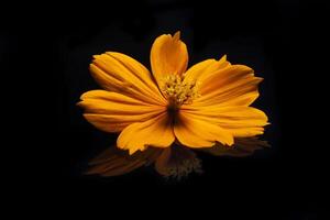 Beautiful close up of yellow flower on black photo