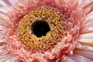 rosado aislado gerbera en negro antecedentes. rosado gerbera flor cabeza foto