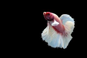 Fancy Color halfmoon betta on  black background photo