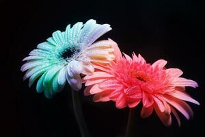 Rainbow gerbera flowers on black photo